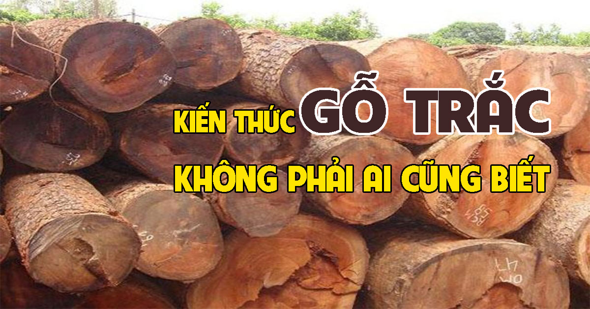 Gỗ Trắc là gỗ gì có phải là gỗ quý không?